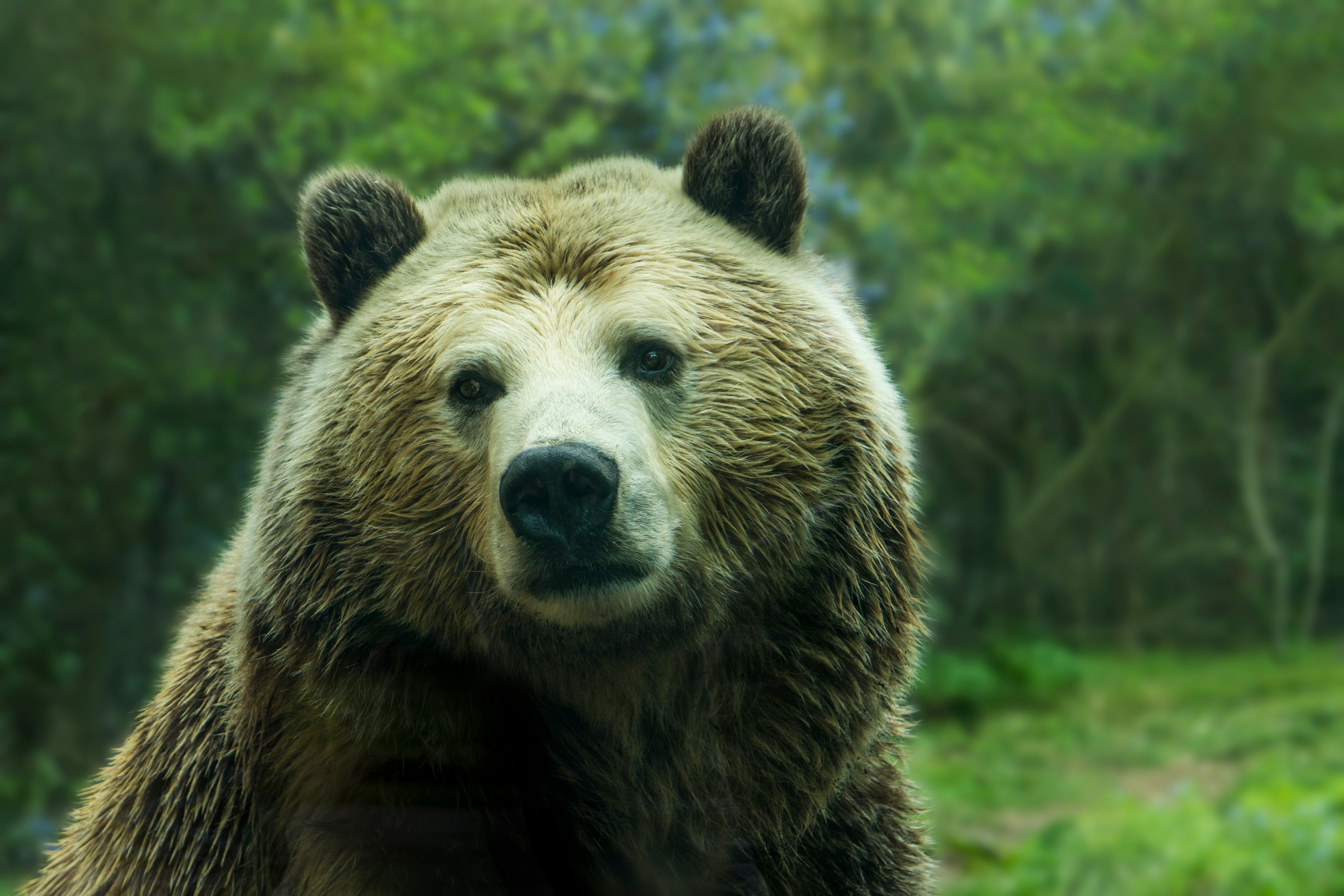 brown bear